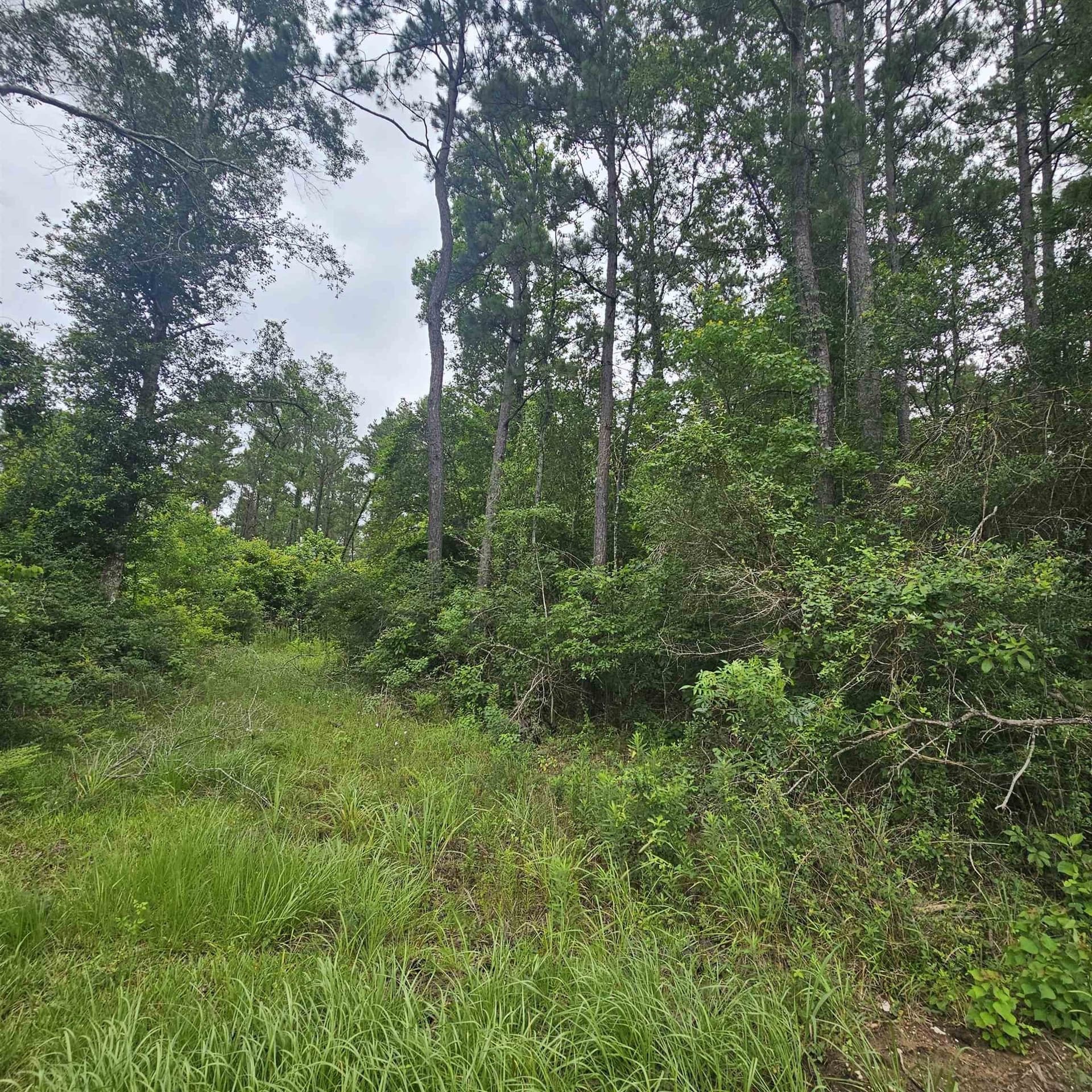 33 acres in Texas County gallery image 4