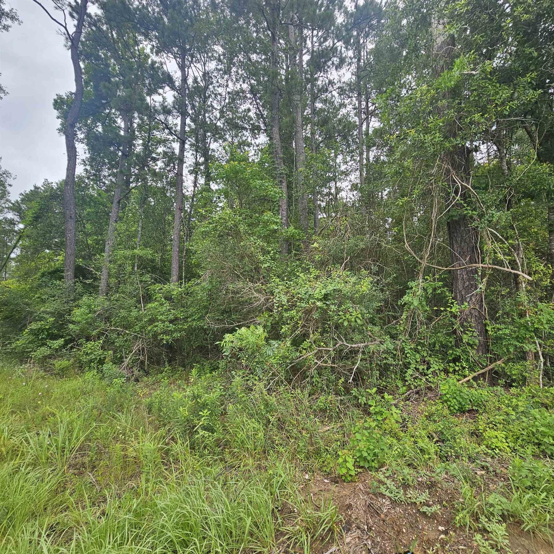 33 acres in Texas County featured view