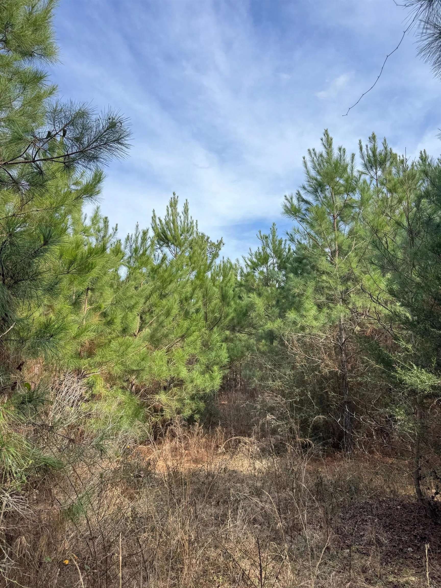 8 acres in Cass County - photo 17