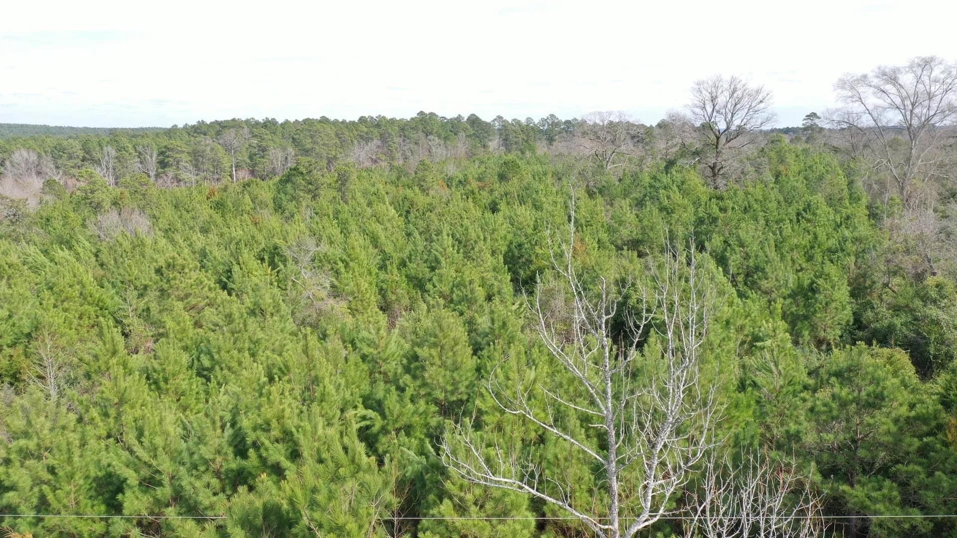 8 acres in Cass County - photo 5