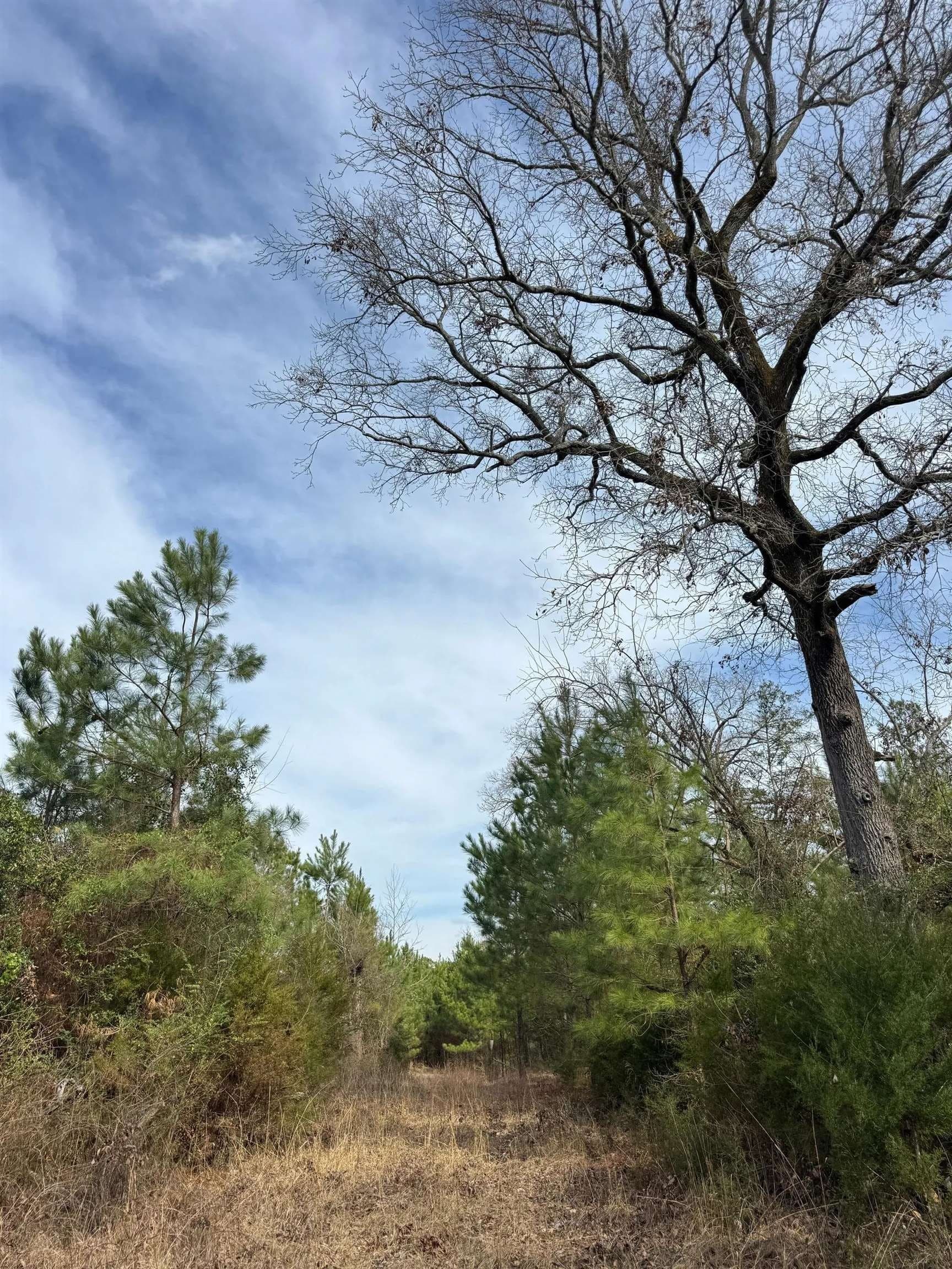 8 acres in Cass County - photo 16