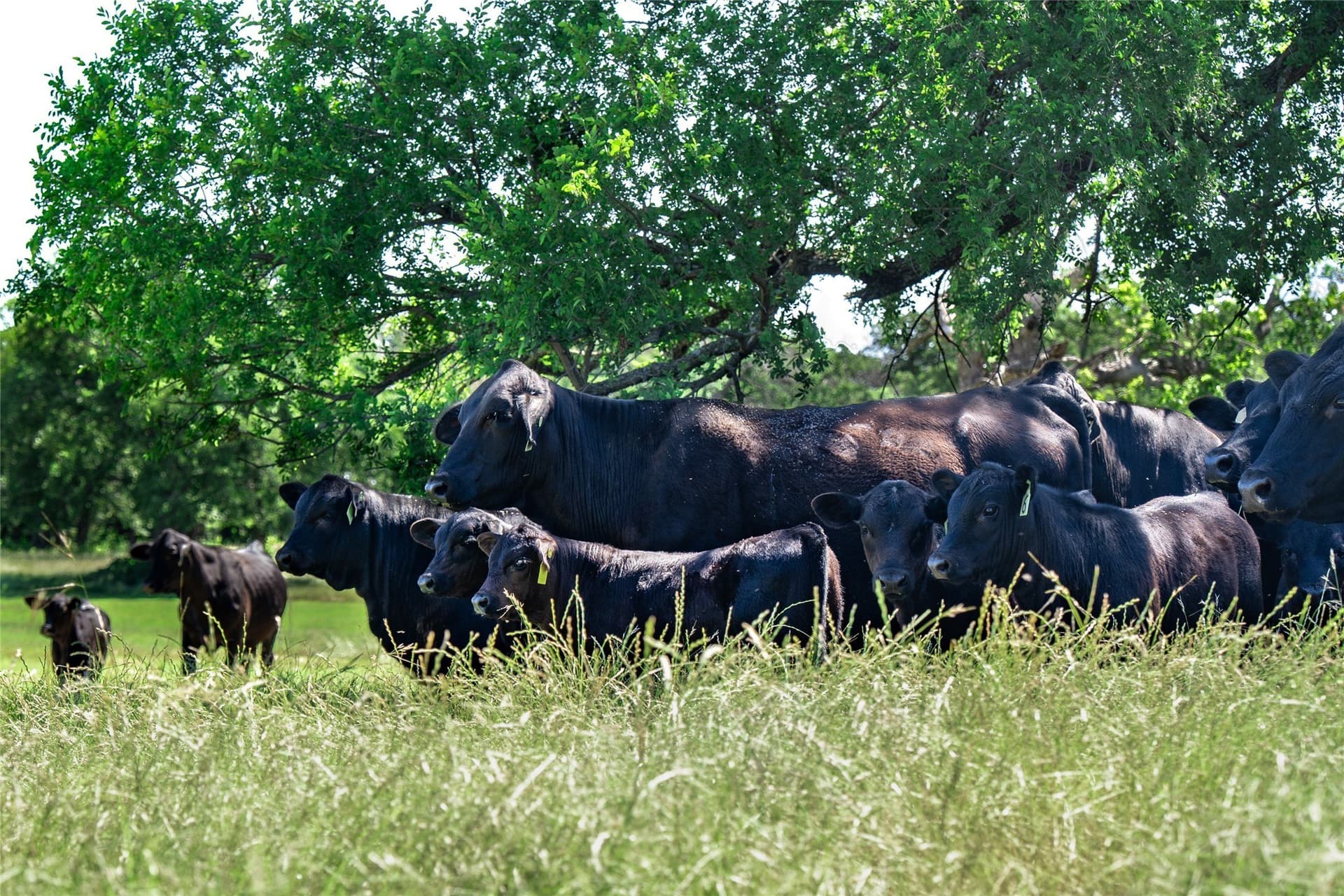 44.55 acres in Denton County - photo 18