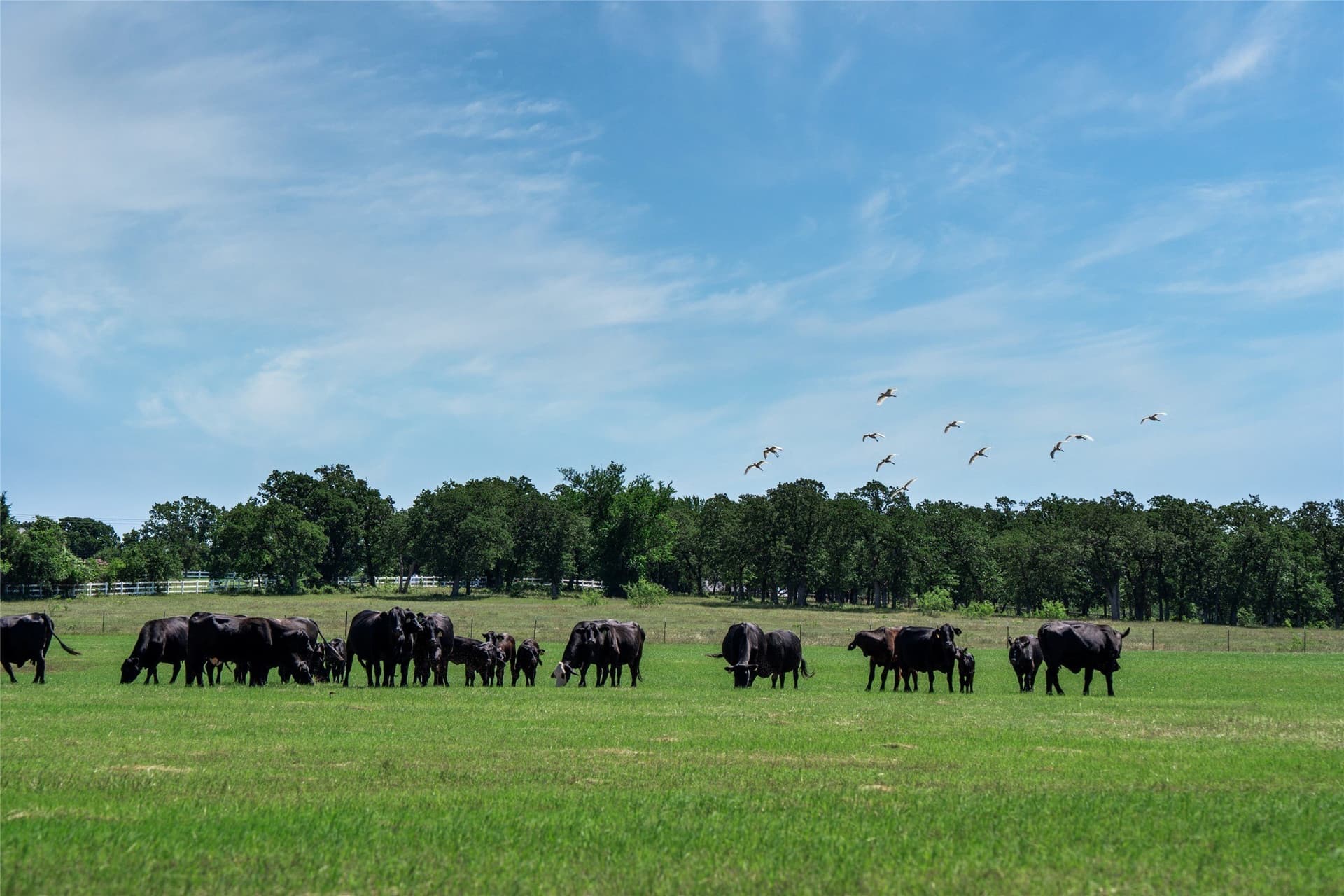 44.55 acres in Denton County - photo 13