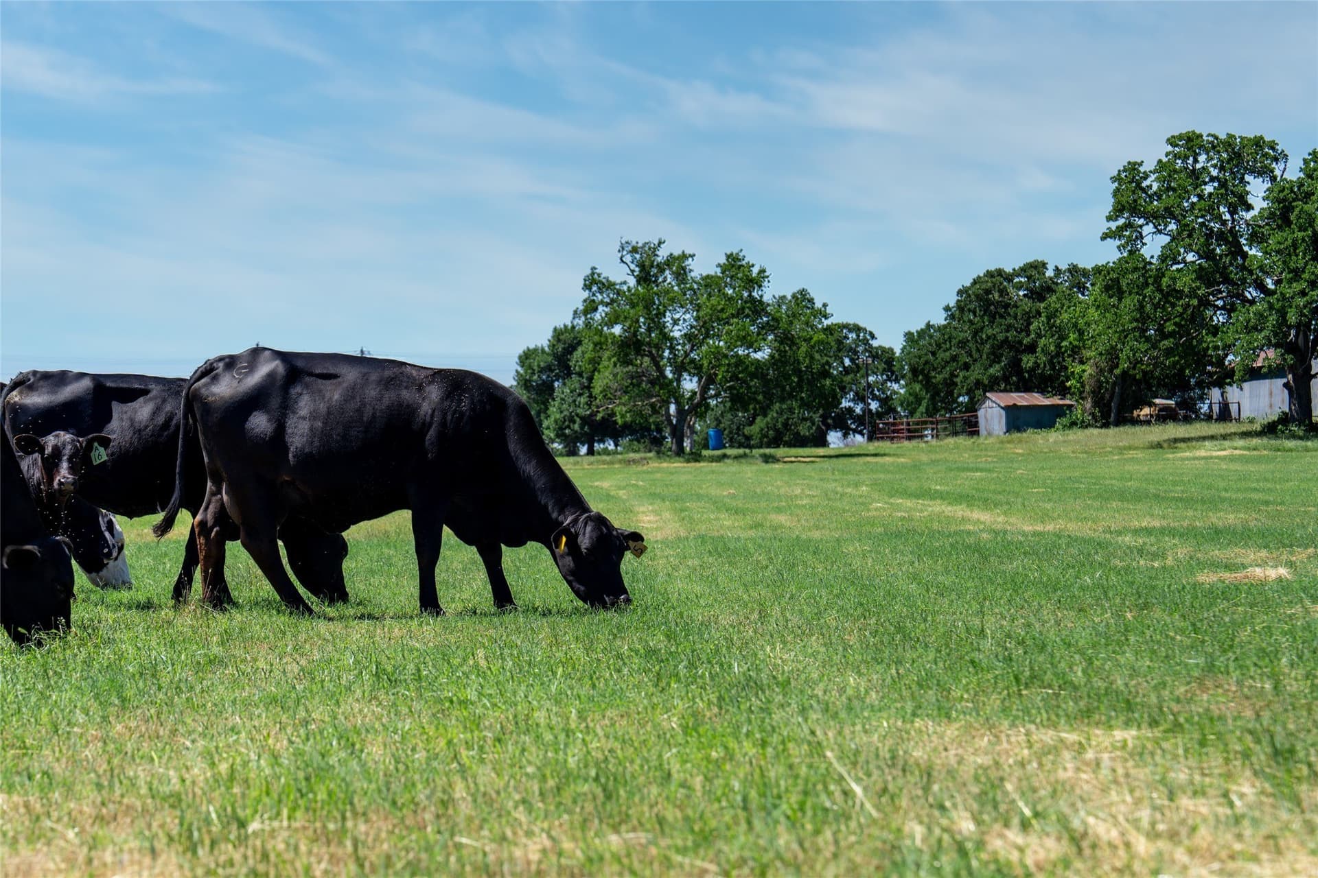44.55 acres in Denton County - photo 14