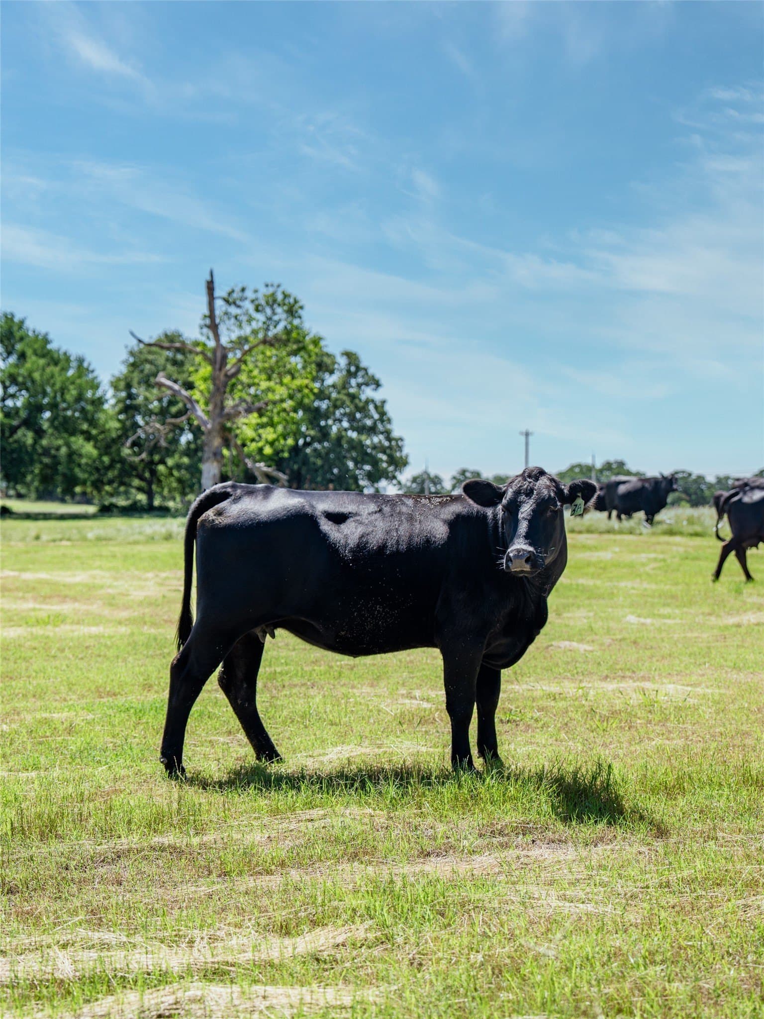 44.55 acres in Denton County - photo 7