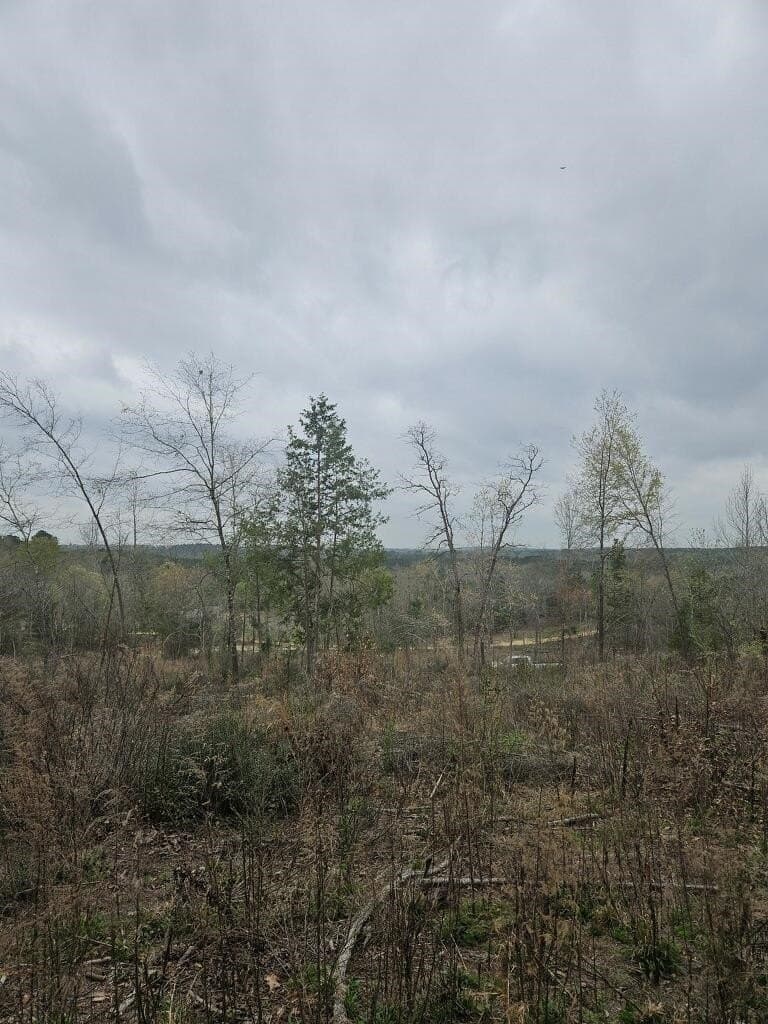 20 acres in Texas County featured view