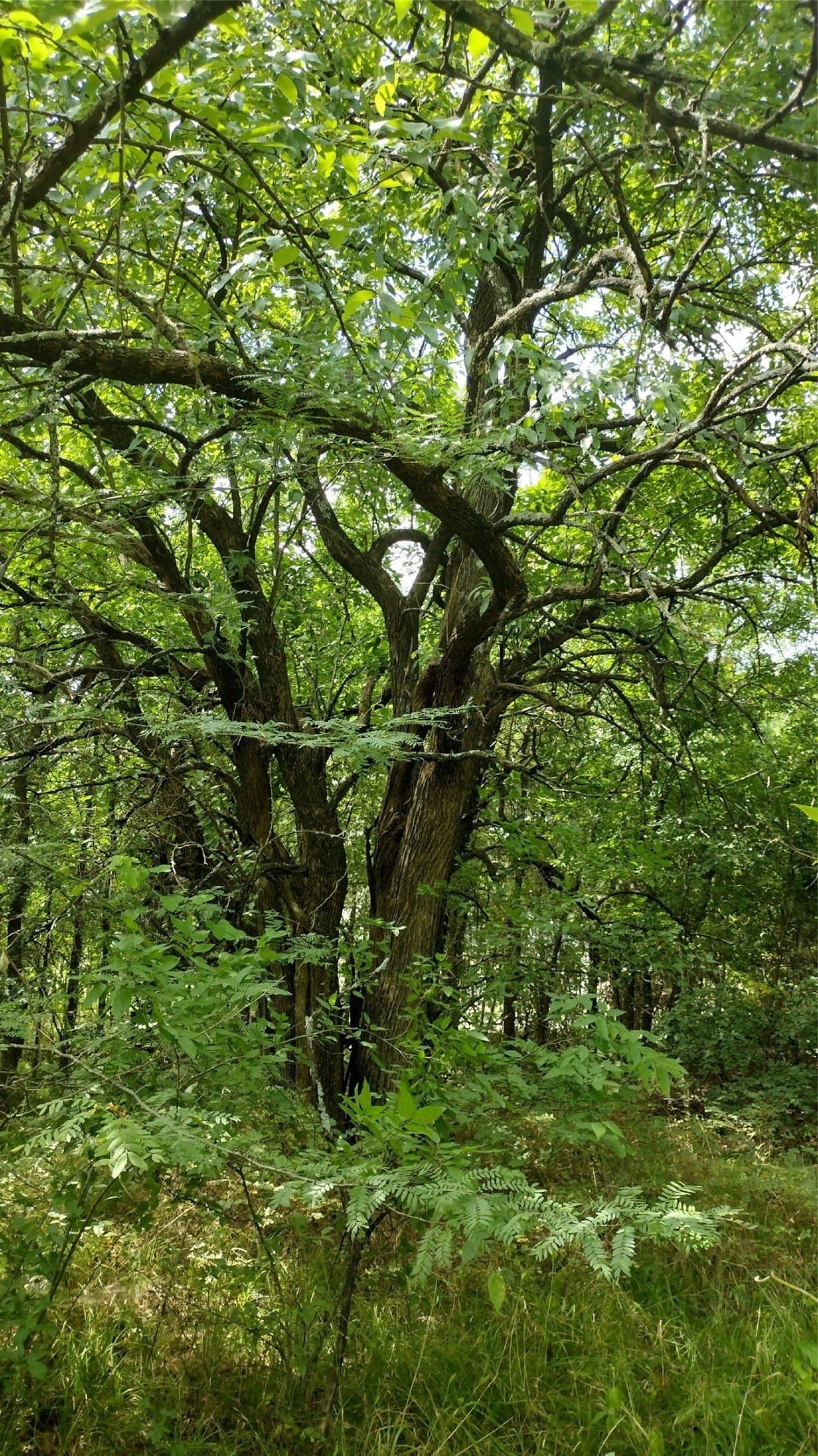 1.22 acres in Hunt County - photo 15