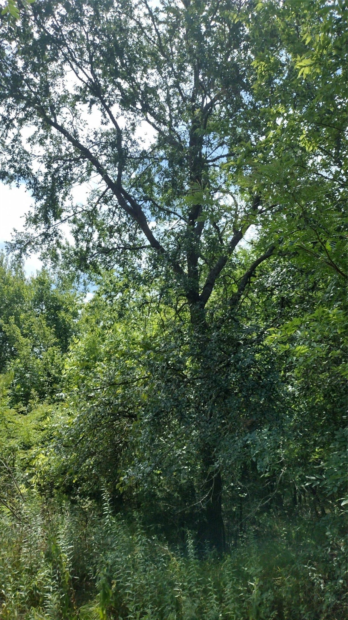 1.22 acres in Hunt County - photo 13