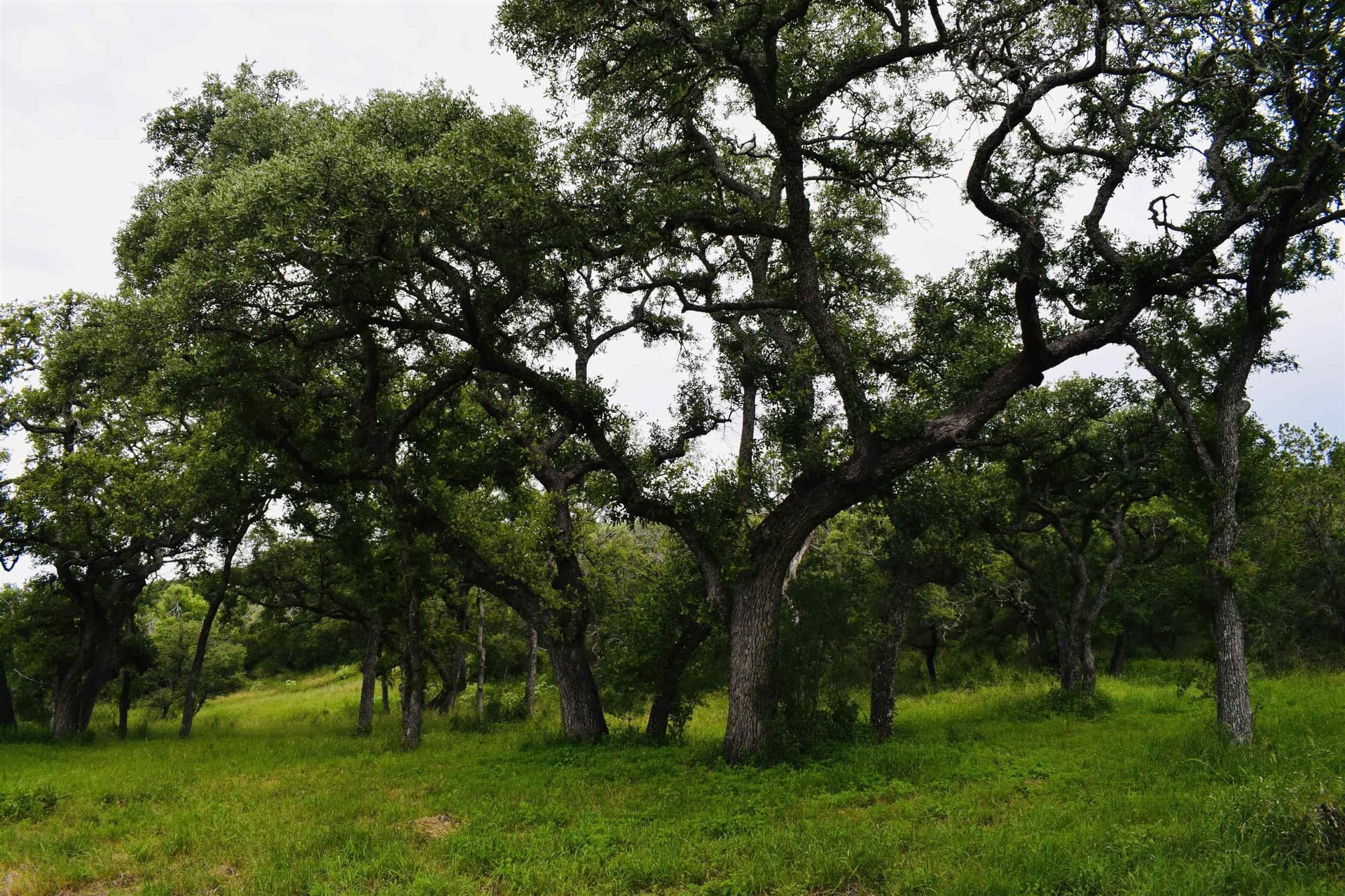 7 acres in Burnet County - photo 9