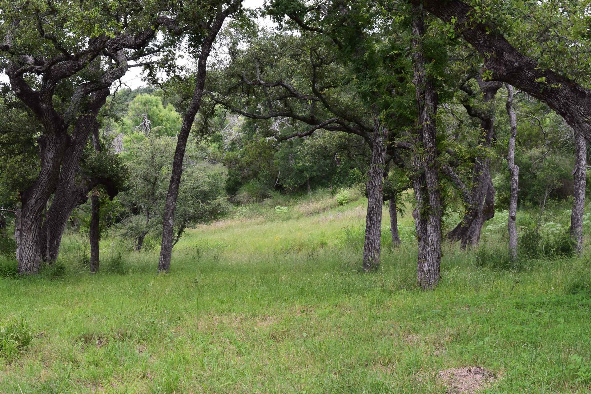 7 acres in Burnet County gallery image 4