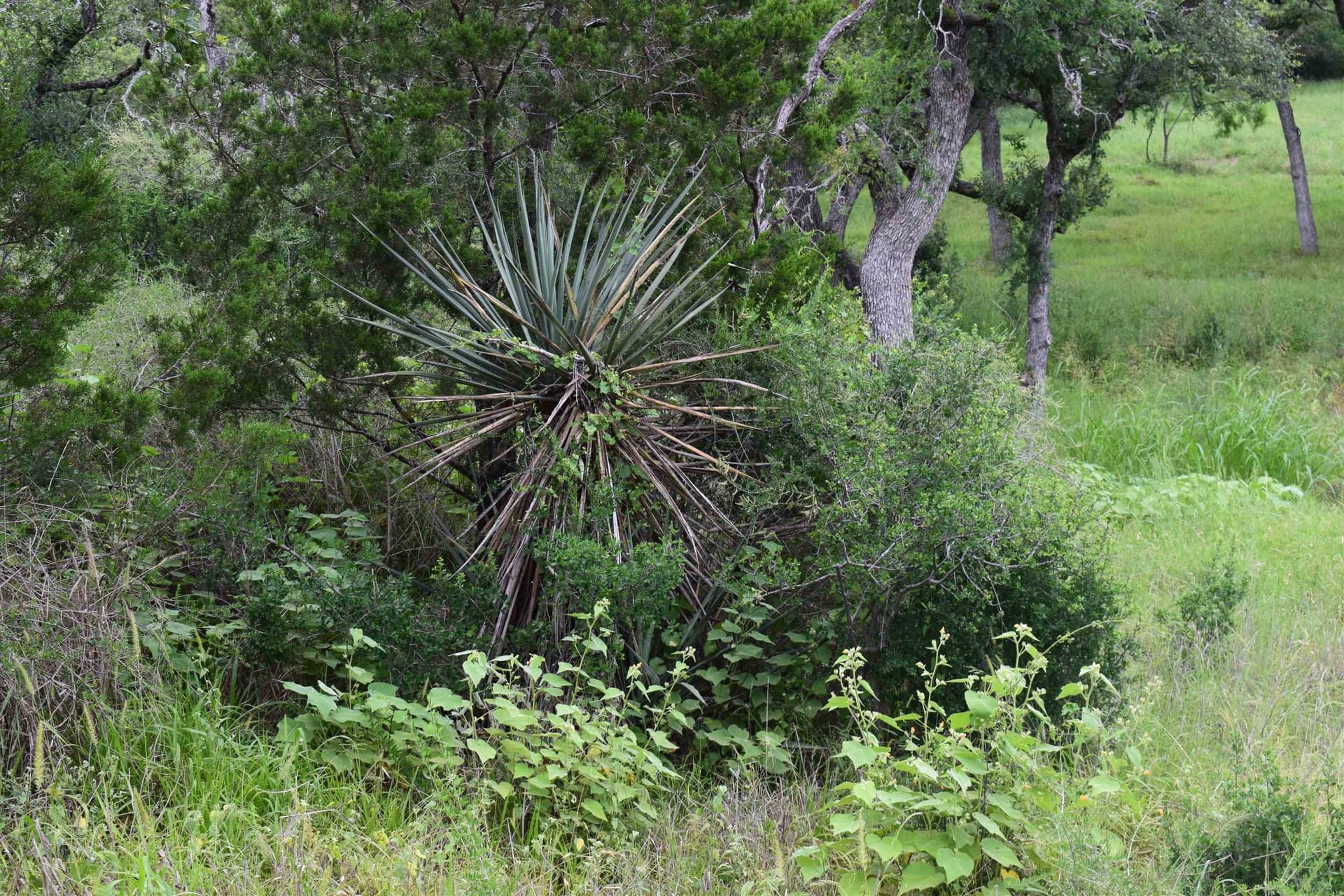 7 acres in Burnet County - photo 6