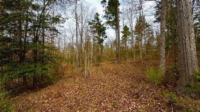 20.02 acres in Anderson County gallery image 3