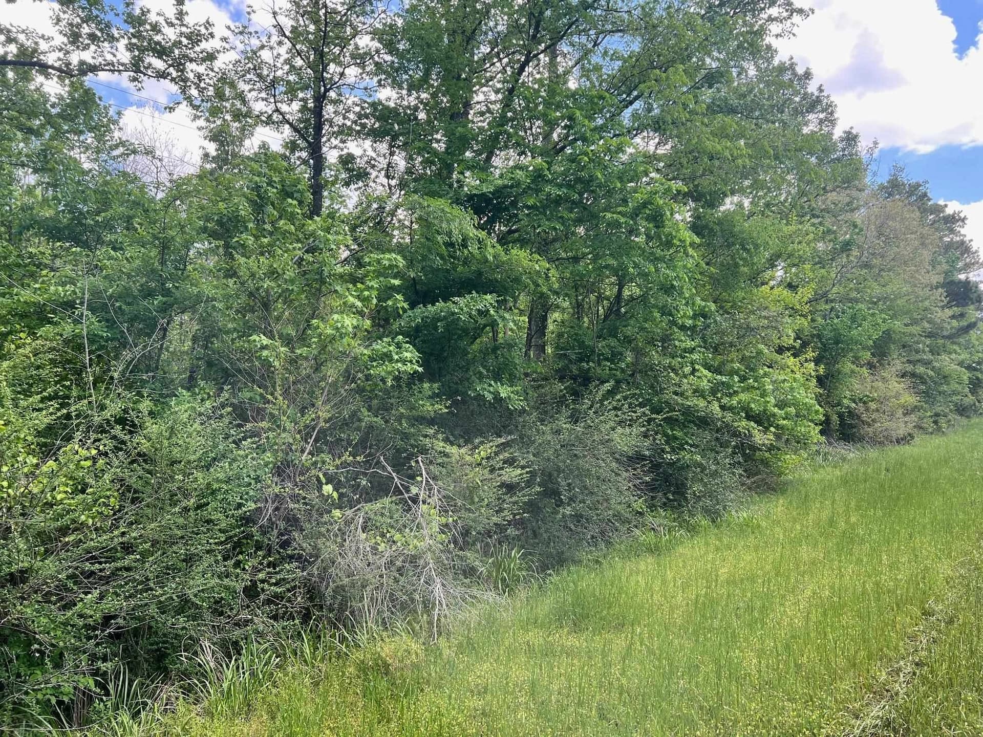 11.84 acres in Shelby County gallery image 3