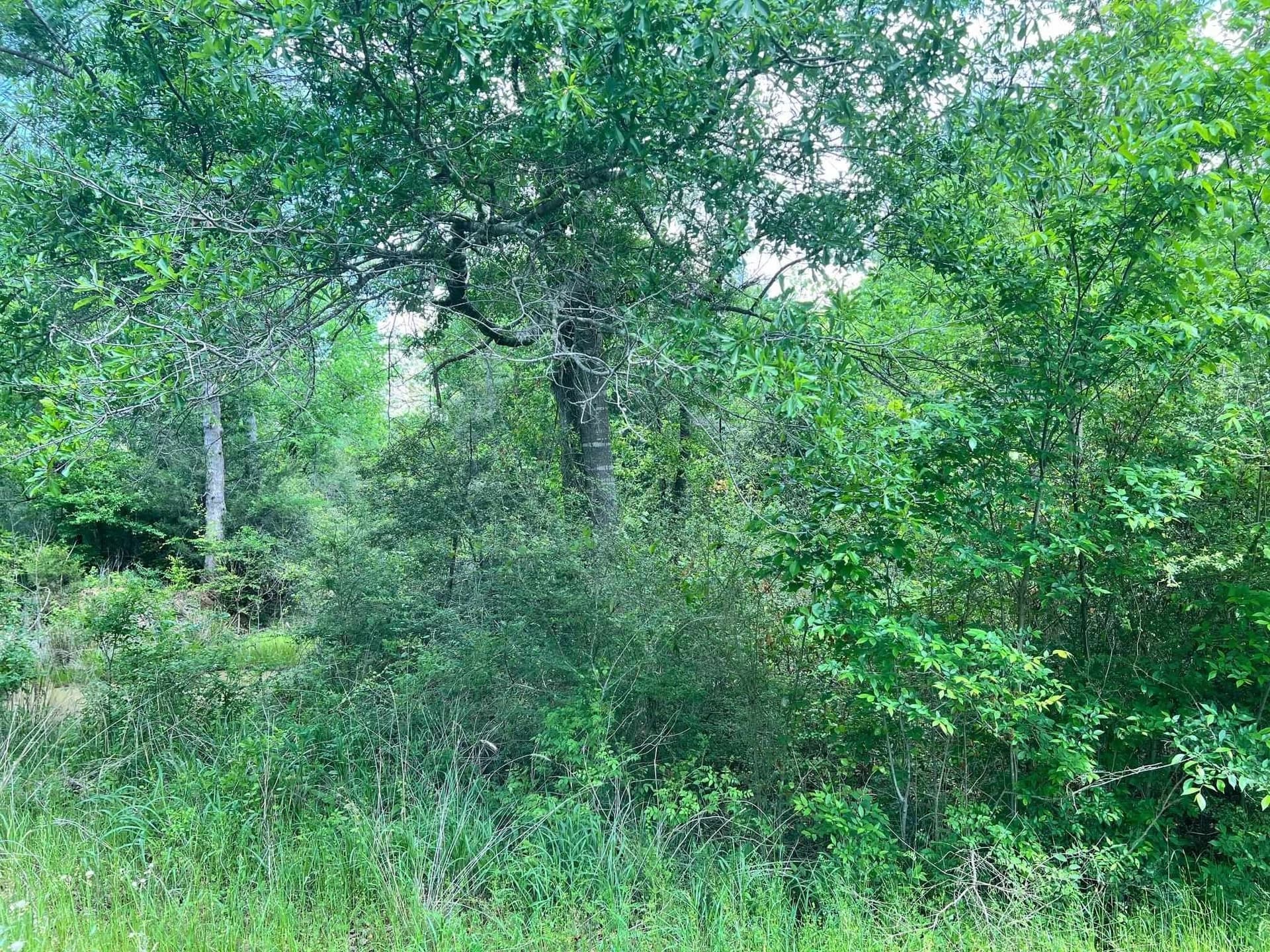 11.84 acres in Shelby County gallery image 2