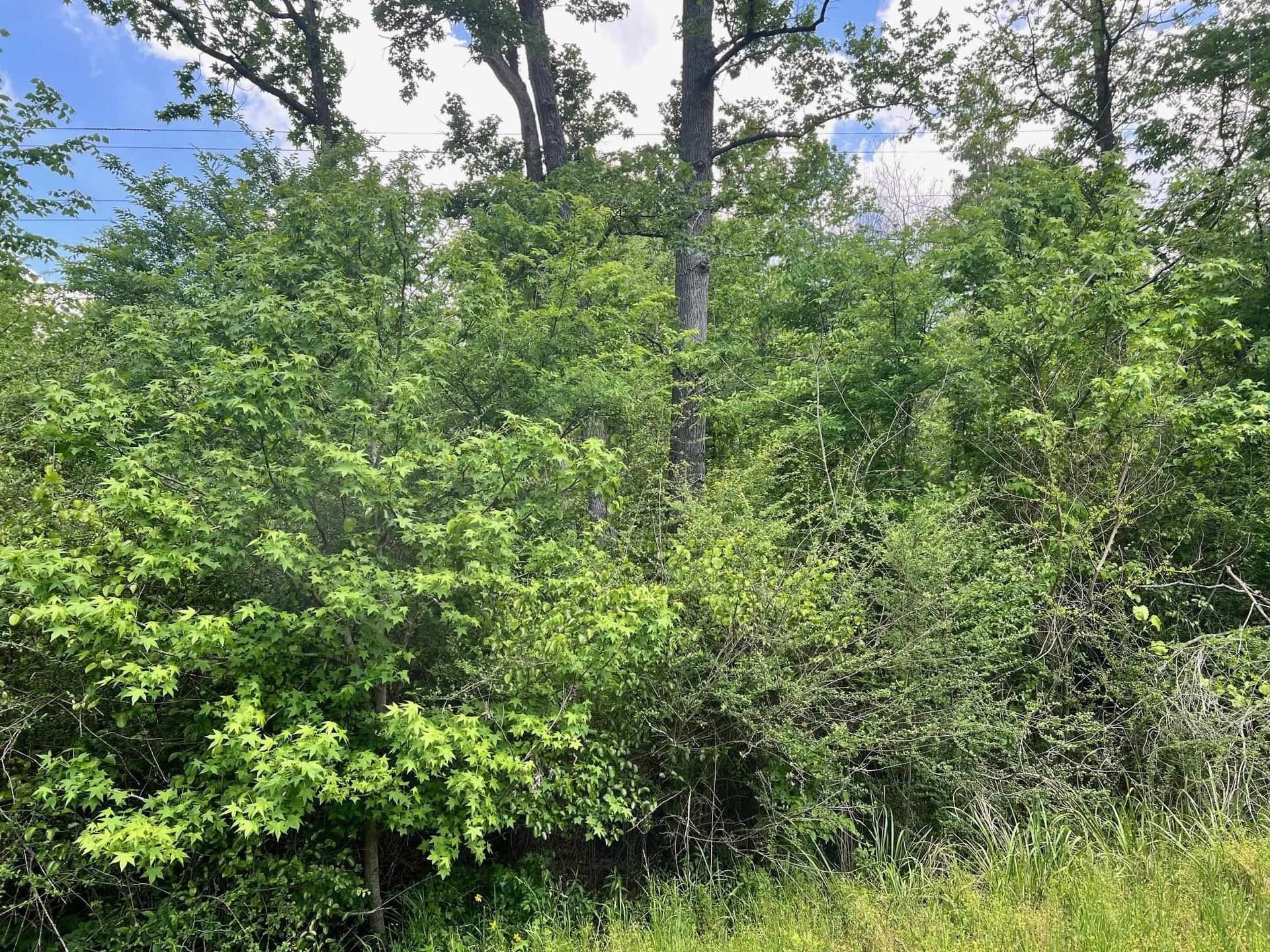 11.84 acres in Shelby County gallery image 4