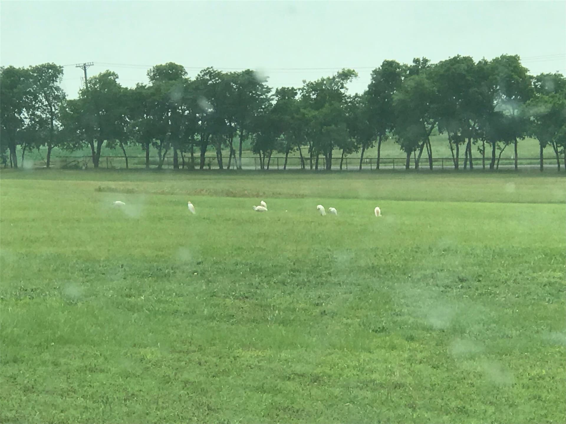 20.07 acres in Collin County gallery image 2