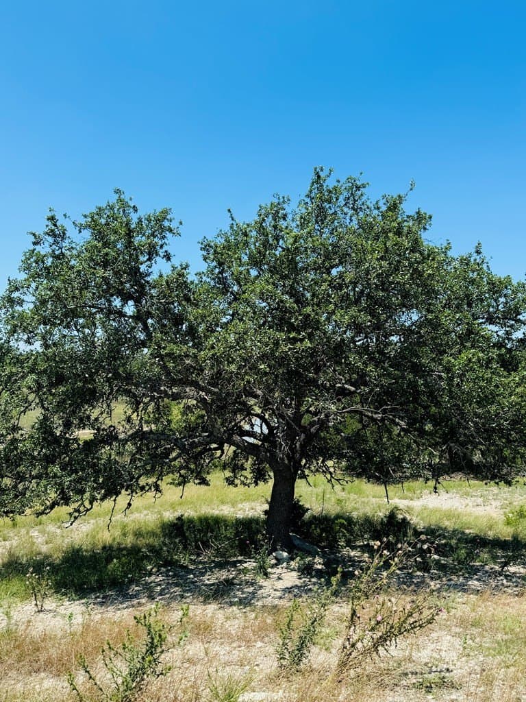 4.47 acres in Gillespie County - photo 6