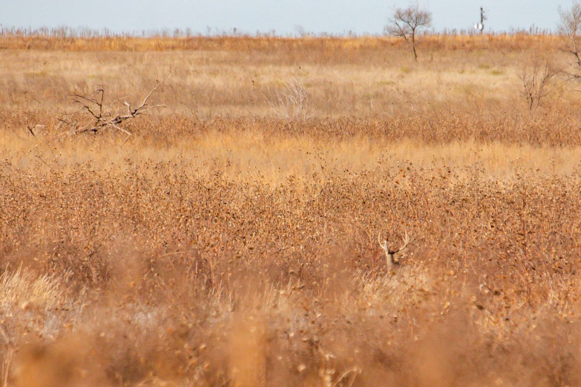 996.52 acres in Castro County - photo 9