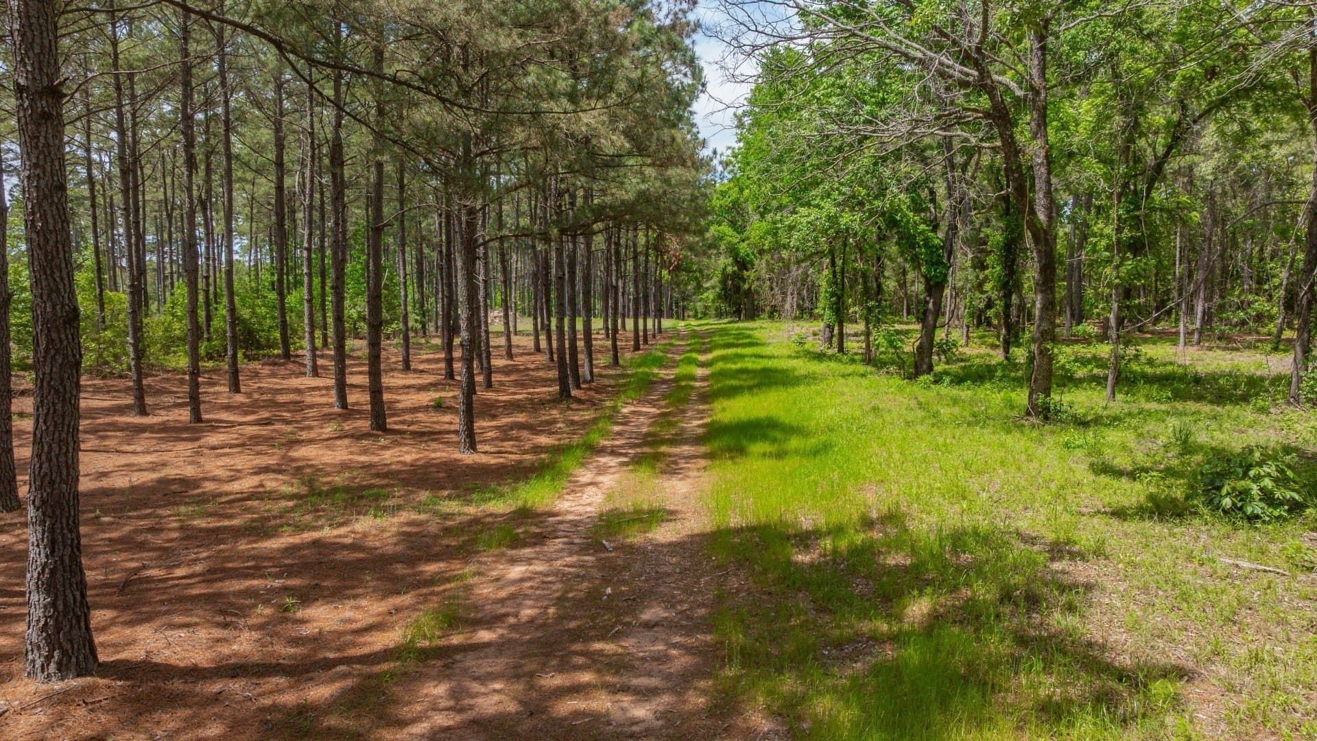 521 acres in Cass County - photo 22