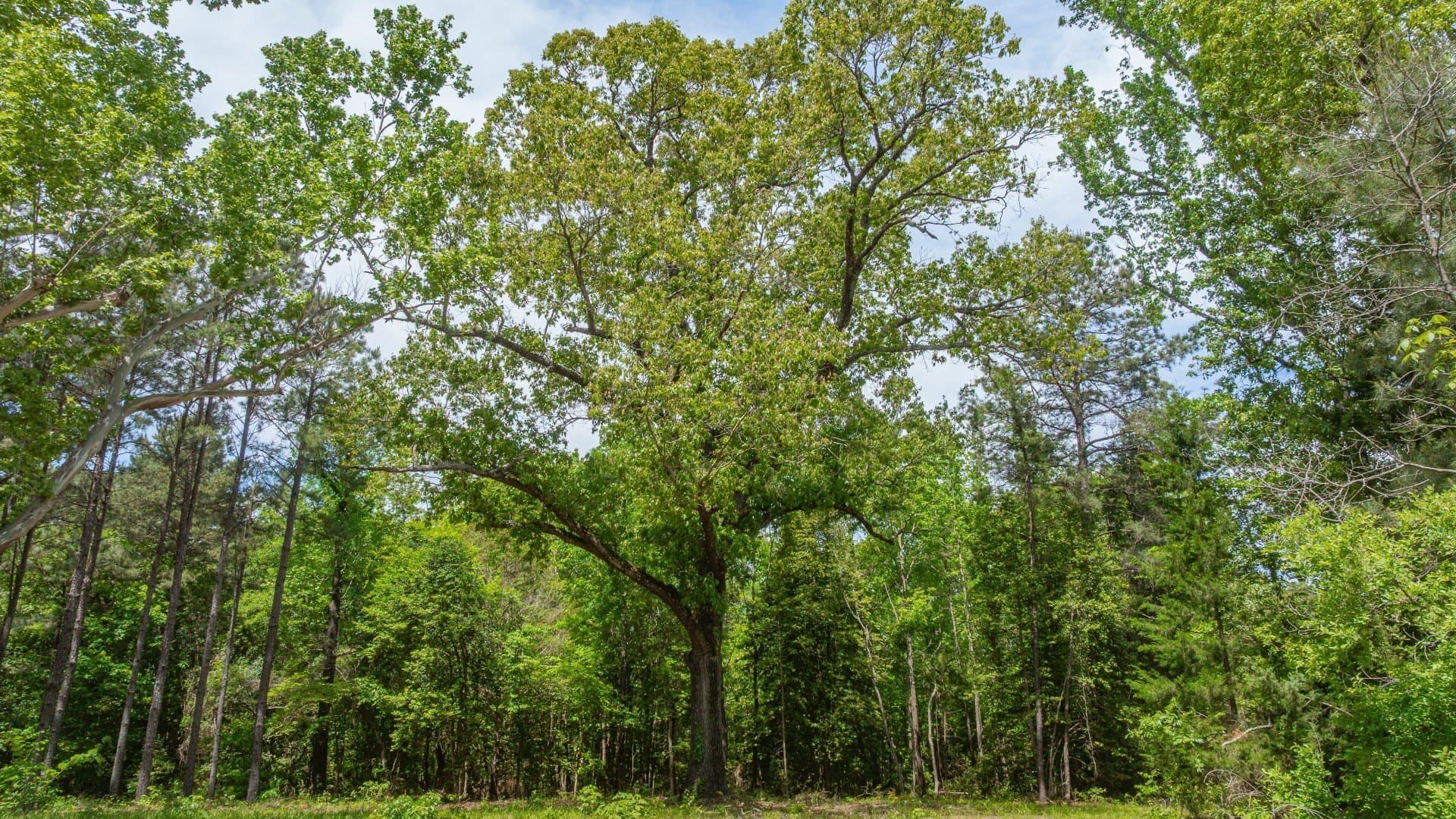 521 acres in Cass County - photo 12