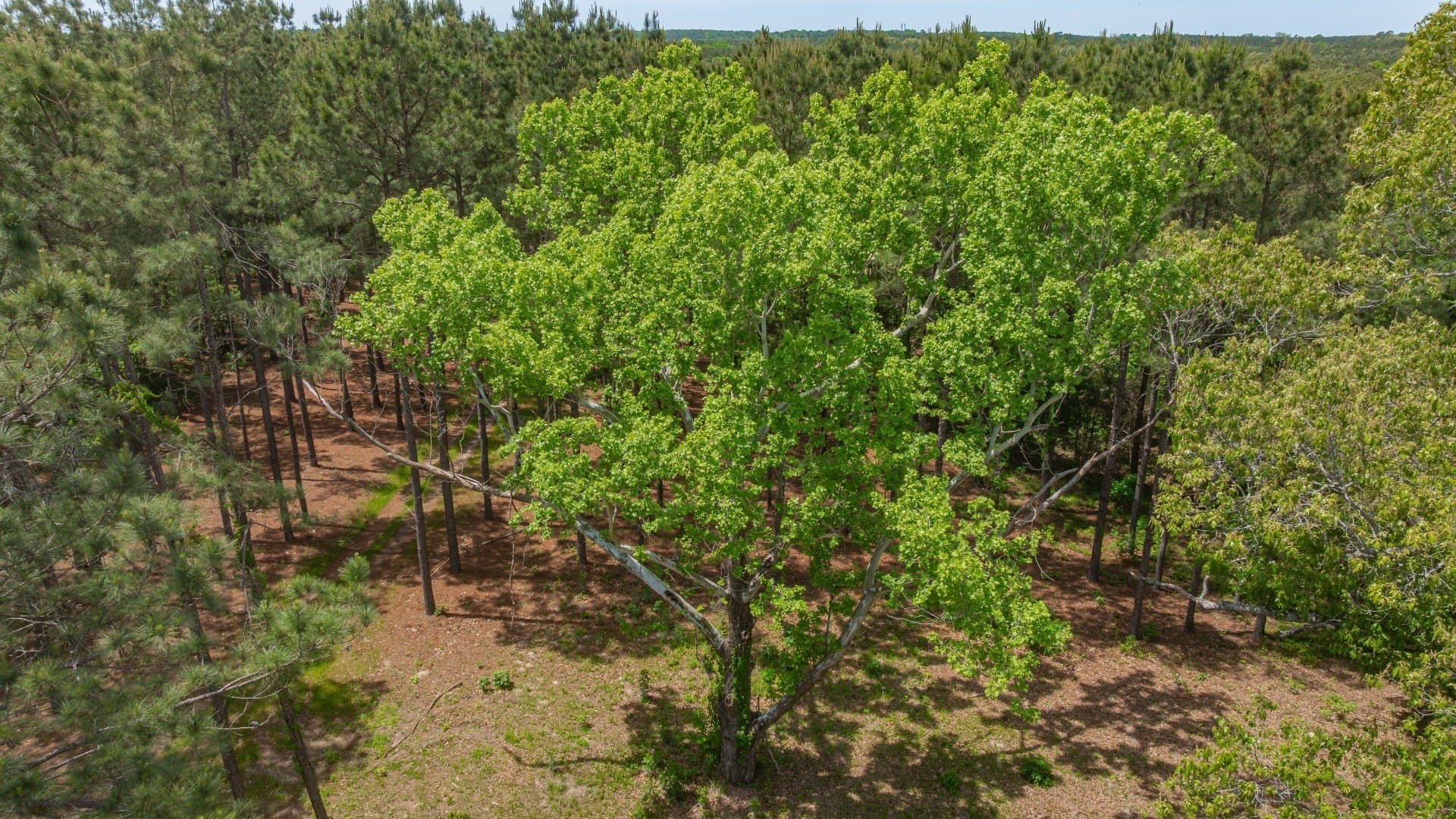 521 acres in Cass County - photo 14
