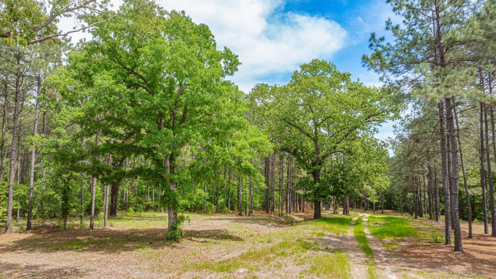 521 acres in Cass County - photo 32