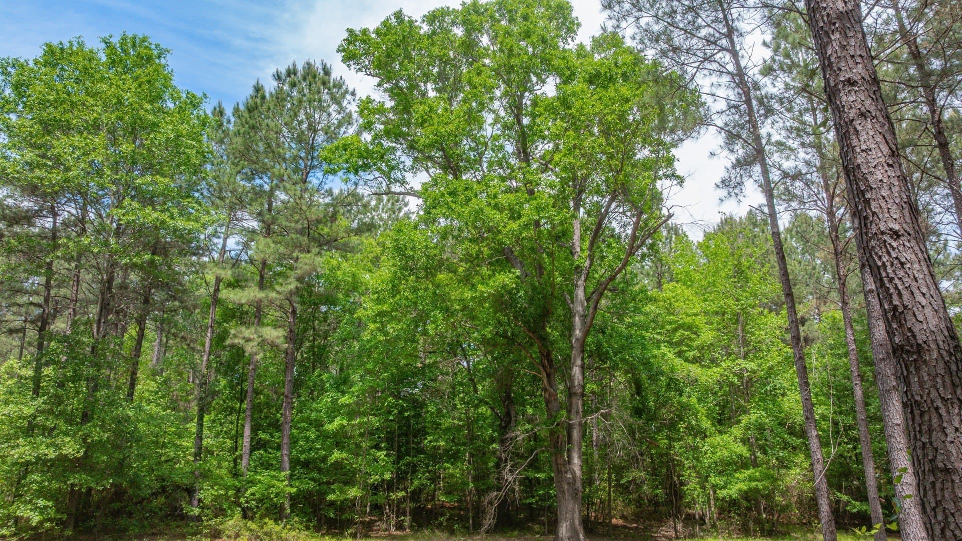 521 acres in Cass County - photo 13