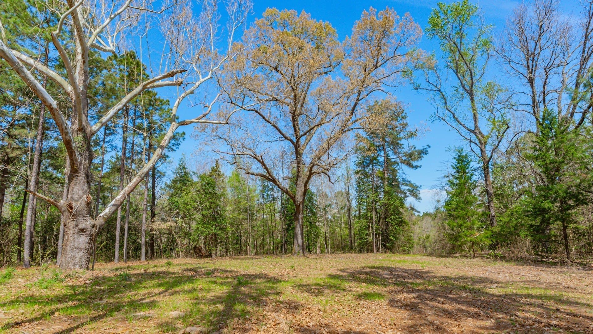 521 acres in Cass County - photo 9