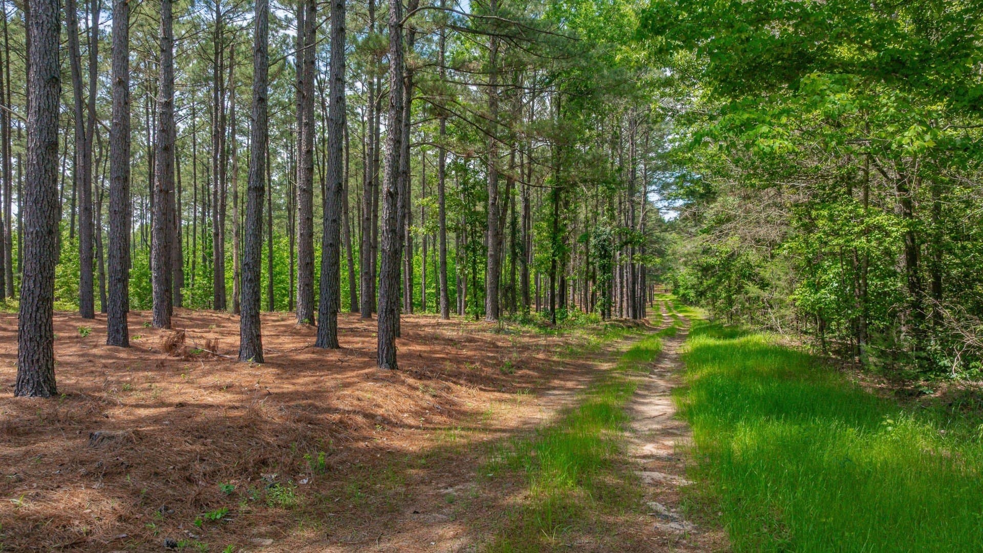 521 acres in Cass County - photo 25