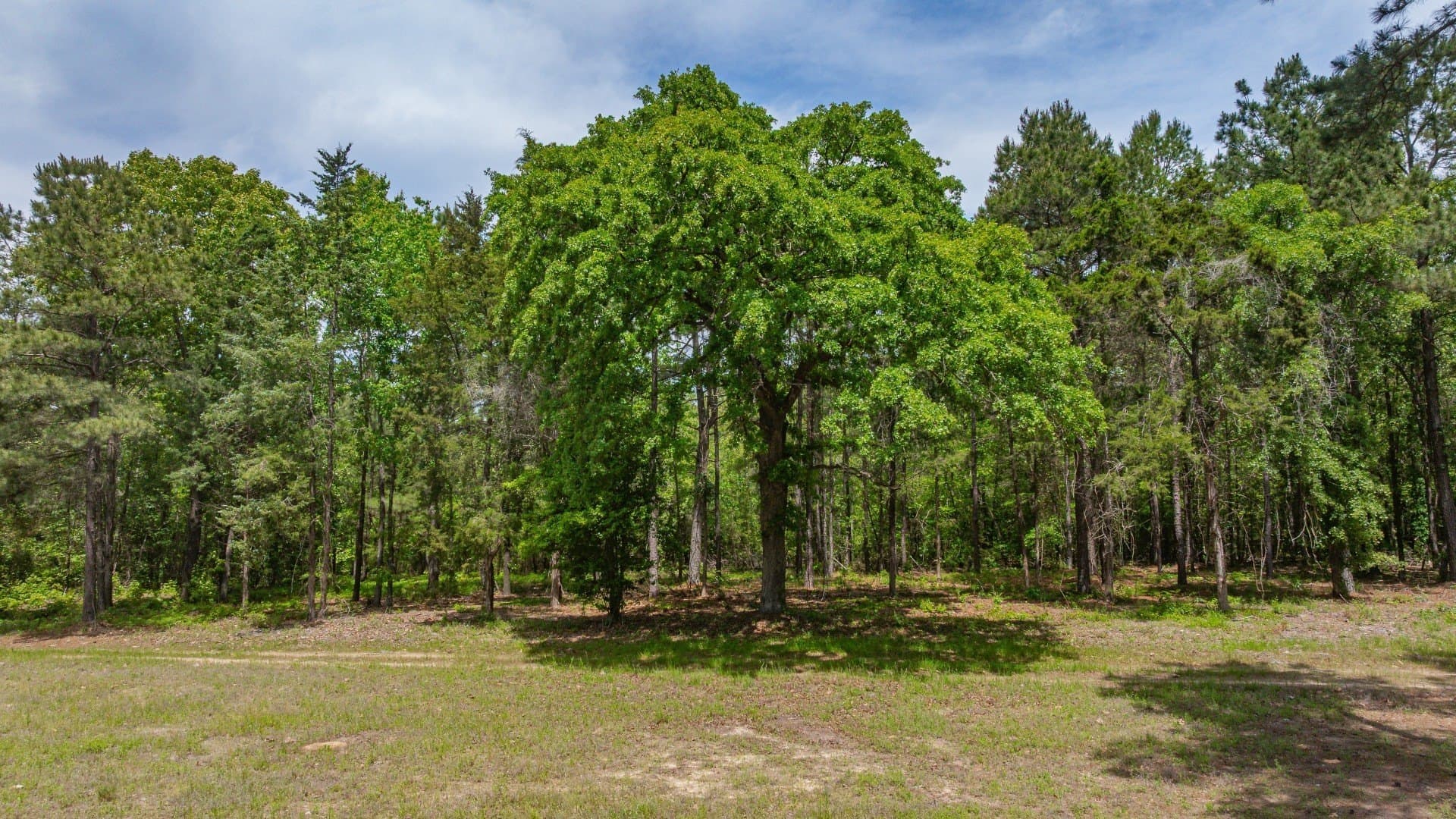 521 acres in Cass County - photo 24