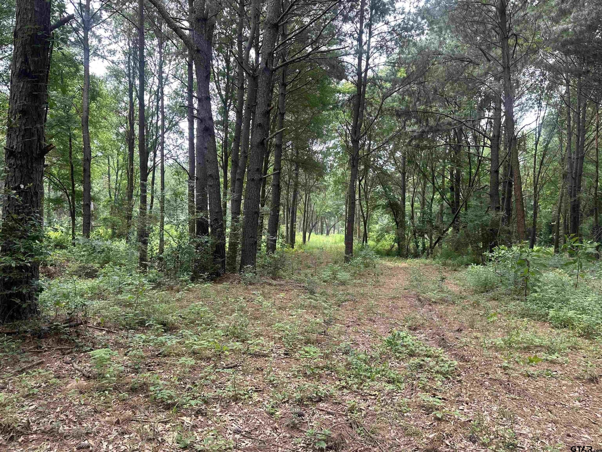 21.7 acres in Camp County gallery image 2