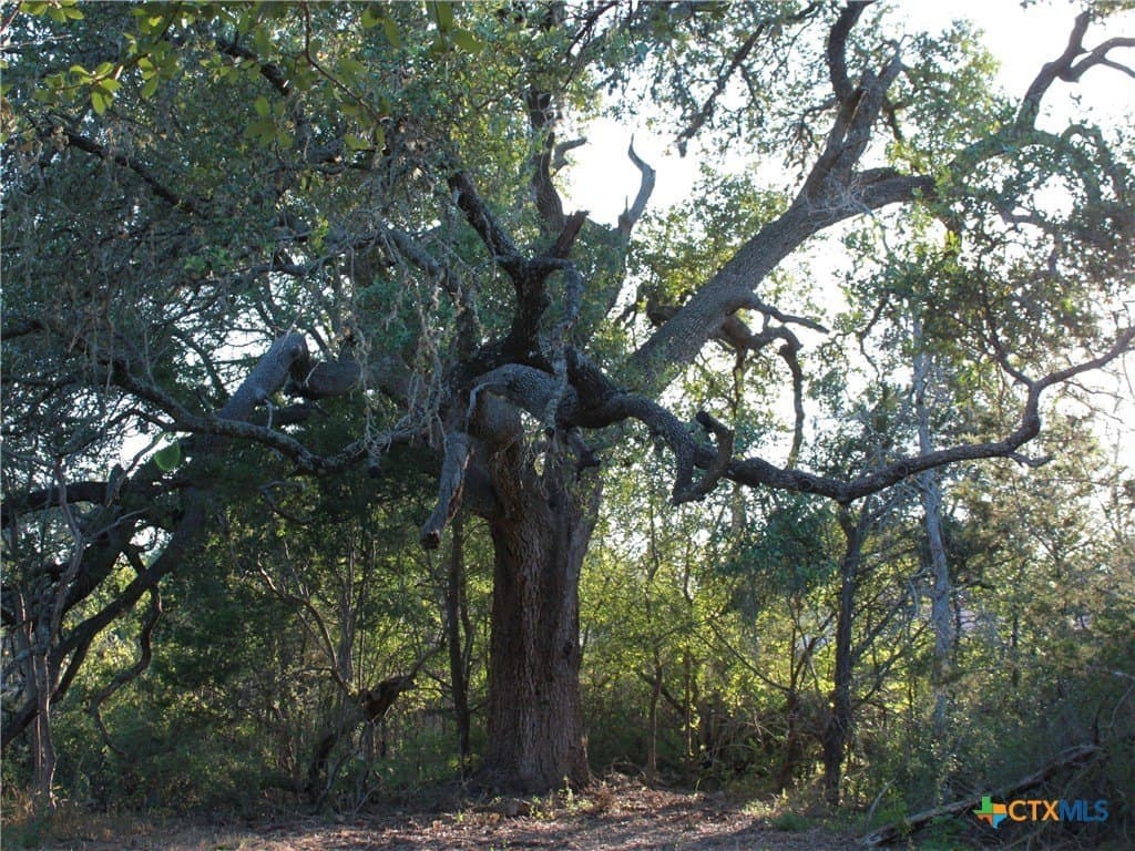 3 acres in Hays County - photo 22
