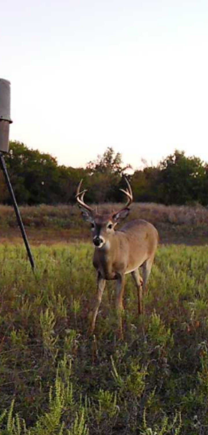 54.4 acres in Comanche County - photo 3