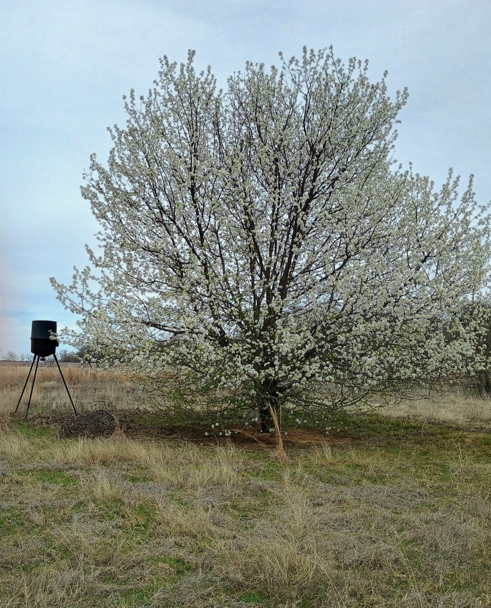 54.4 acres in Comanche County - photo 2