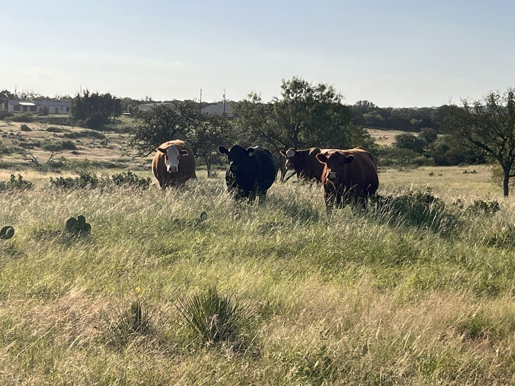 140 acres in McCulloch County - photo 73