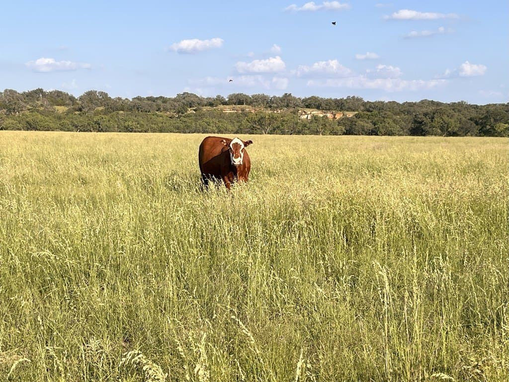 140 acres in McCulloch County - photo 72