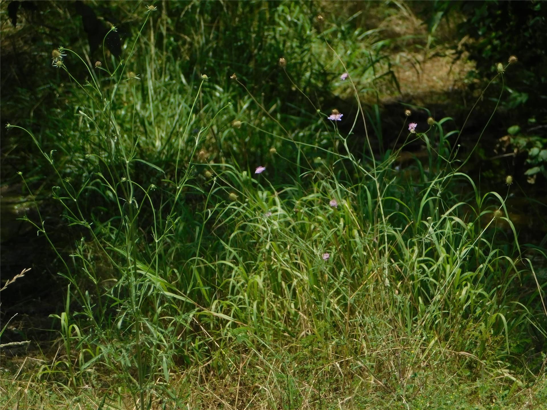 33.47 acres in Hunt County - photo 13