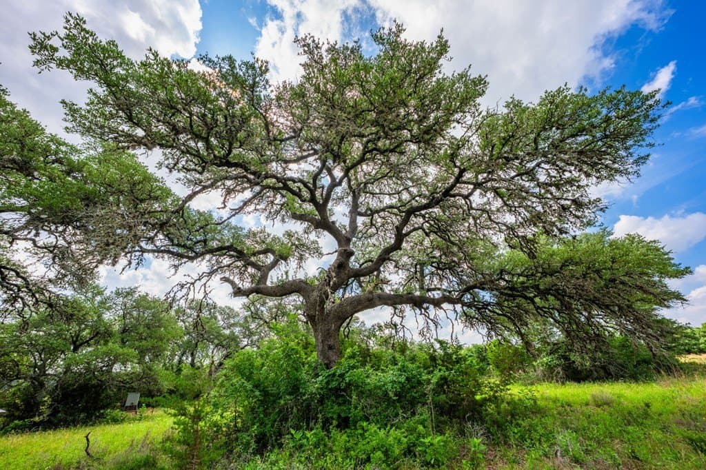 26.36 acres in Blanco County - photo 49
