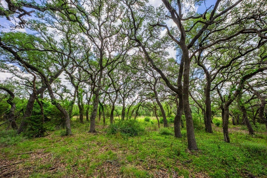 26.36 acres in Blanco County - photo 46