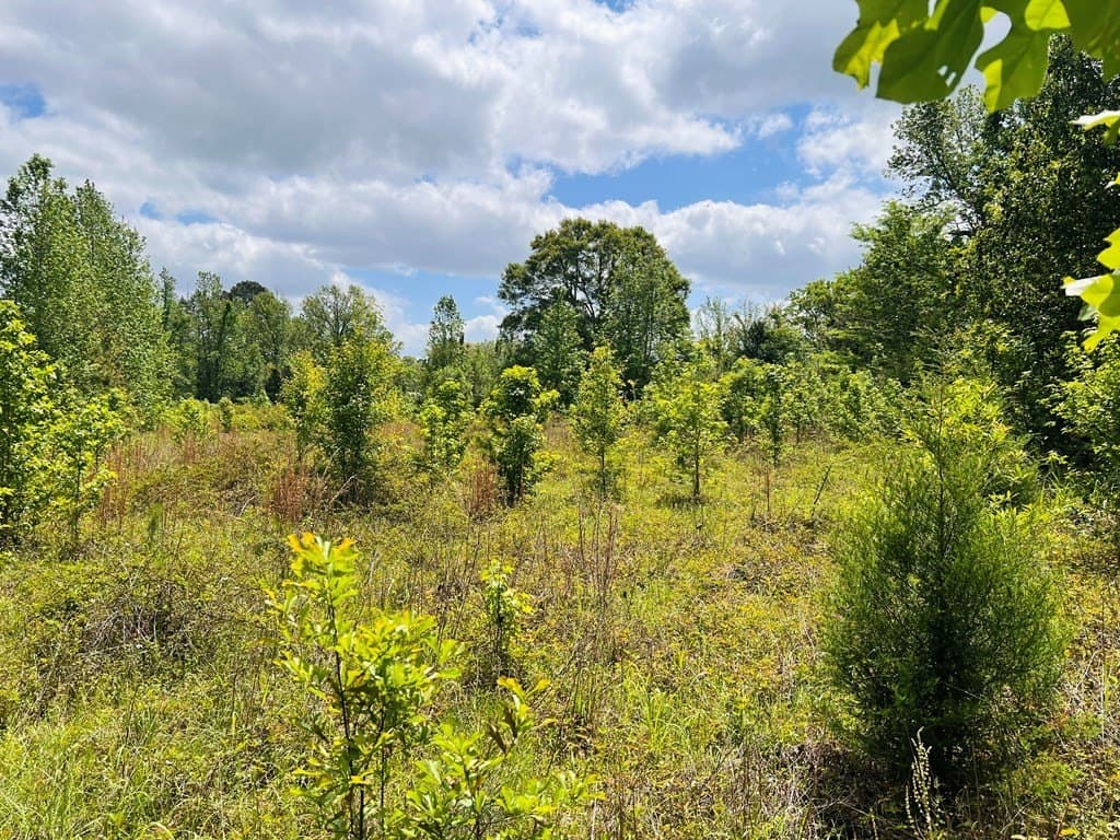 1.14 acres in Texas County gallery image 4