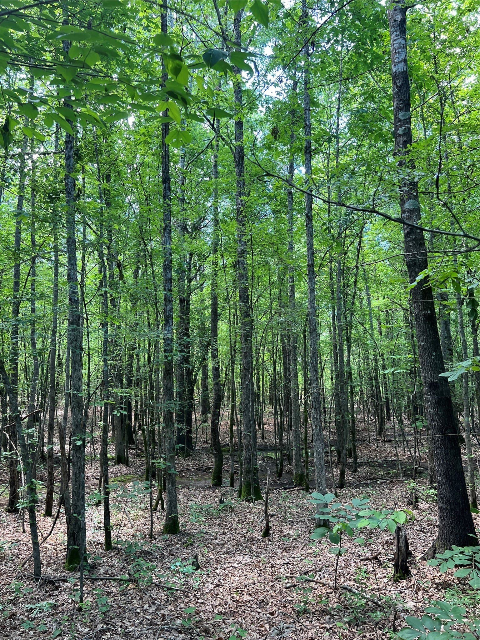 265.96 acres in Bowie County - photo 31