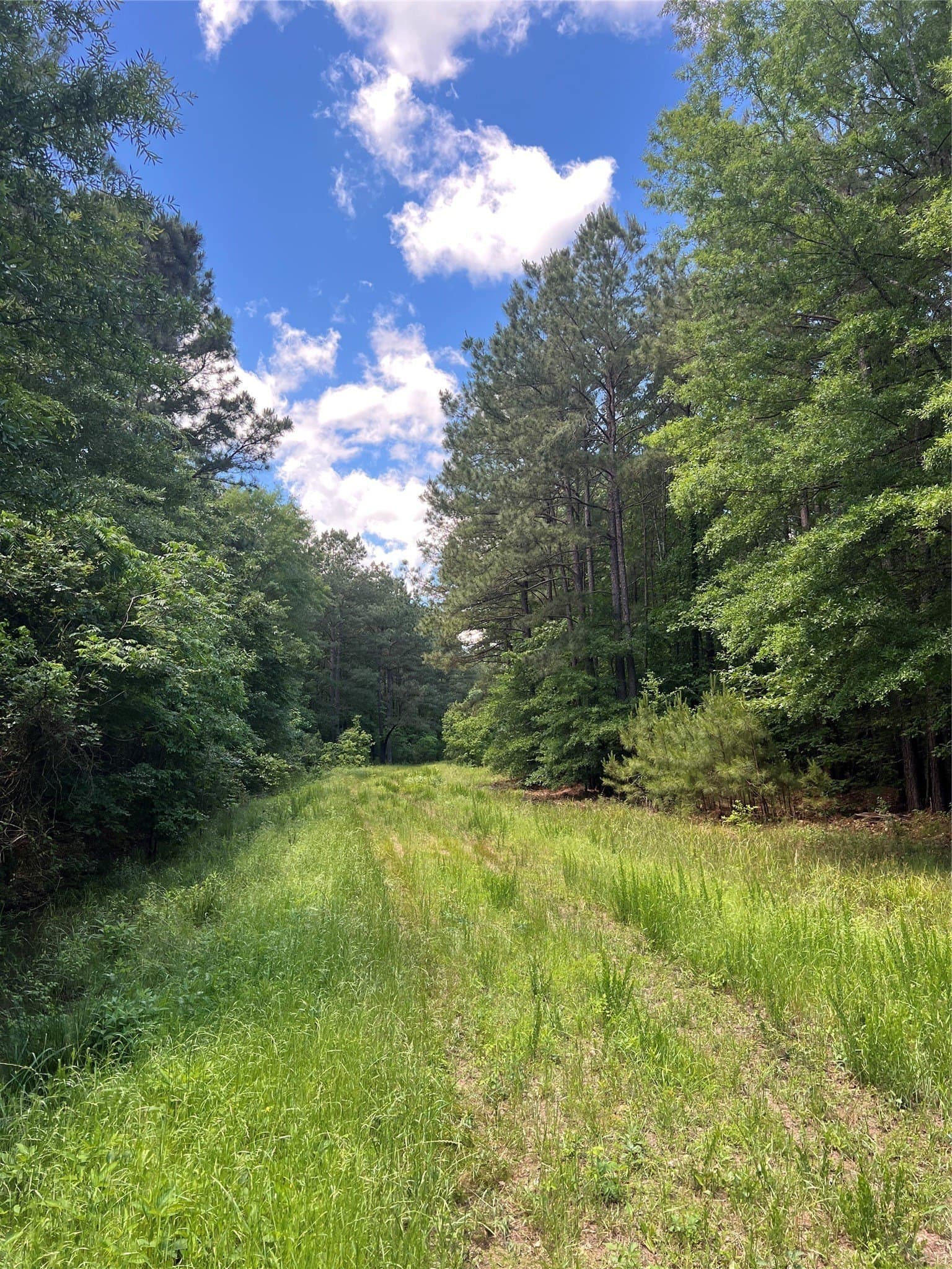 265.96 acres in Bowie County - photo 27