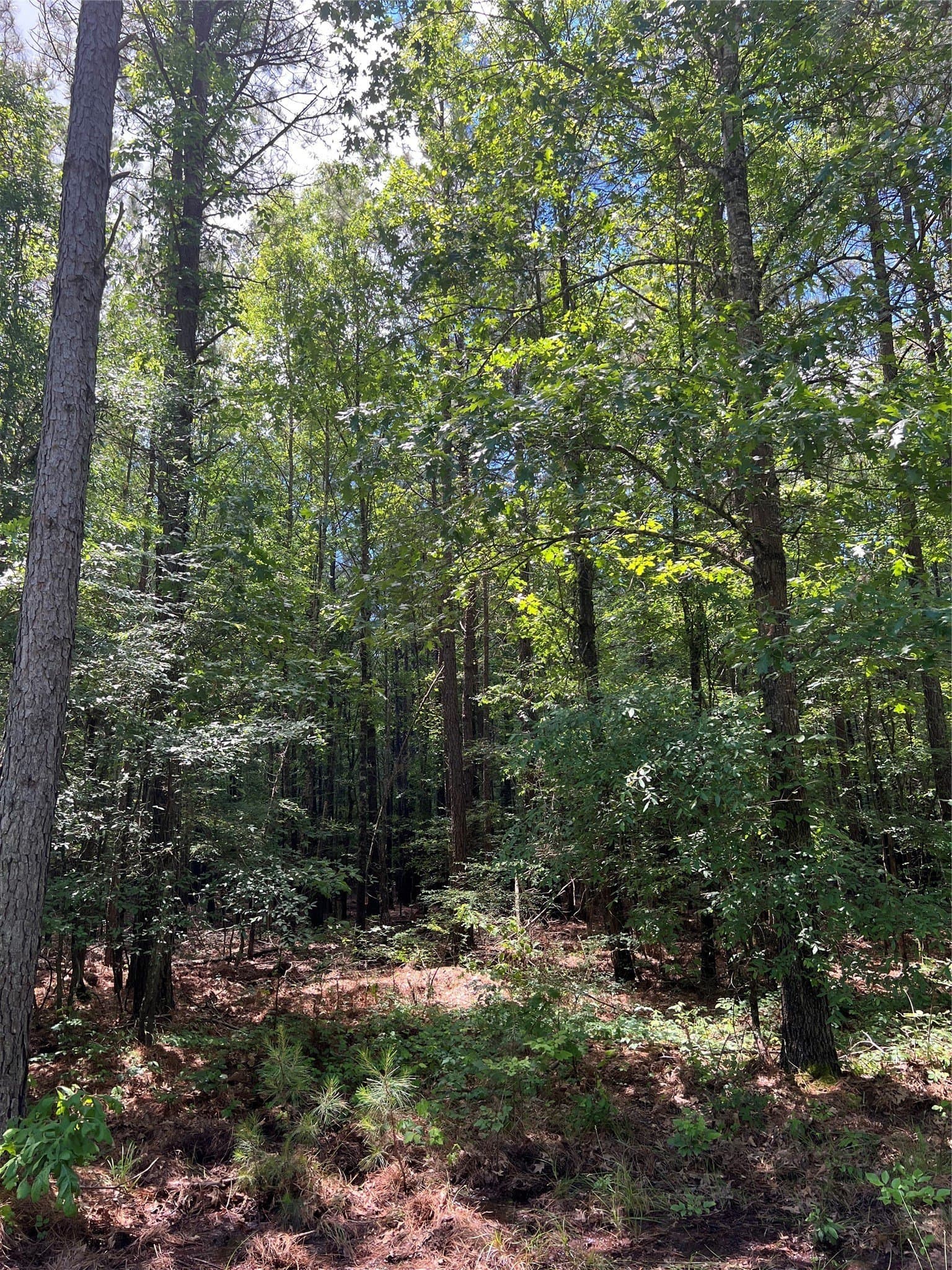 265.96 acres in Bowie County - photo 28