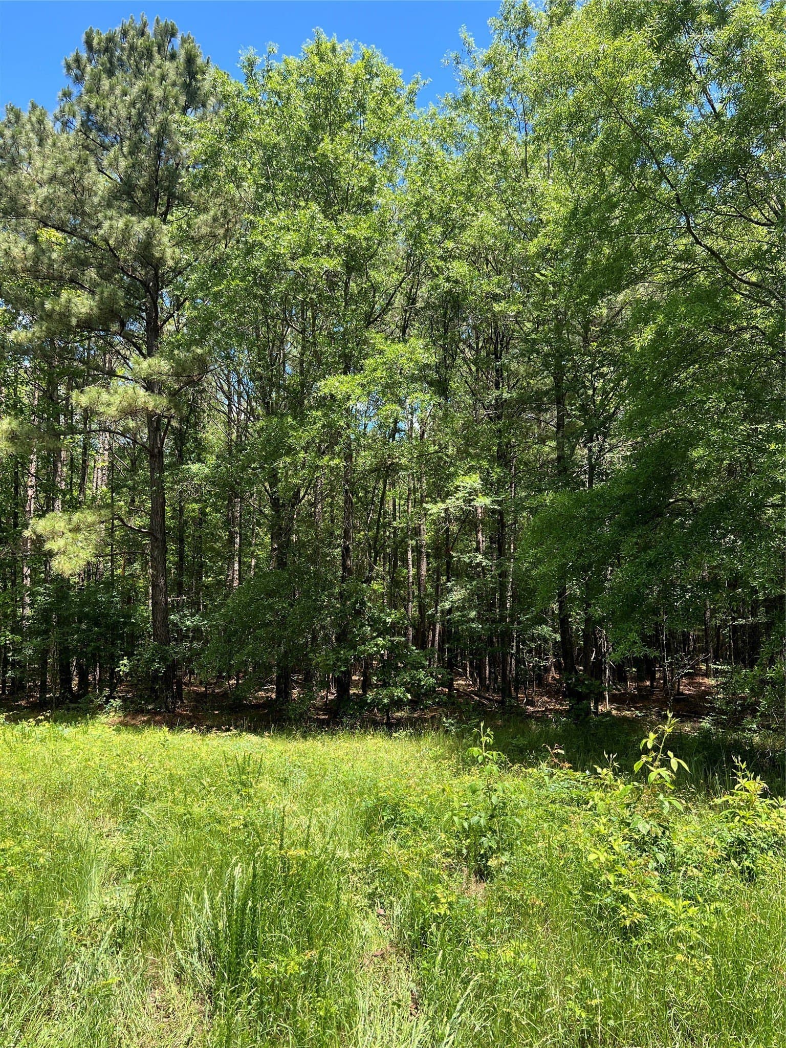 265.96 acres in Bowie County - photo 26