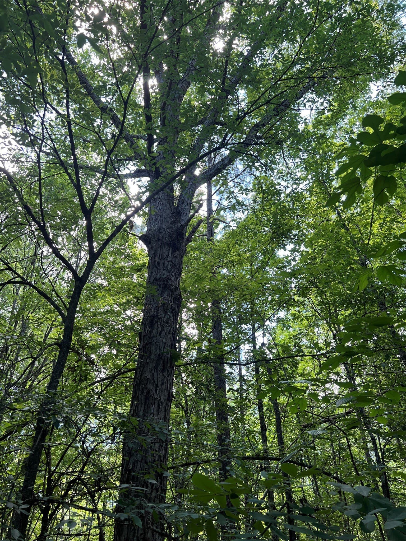 265.96 acres in Bowie County - photo 30