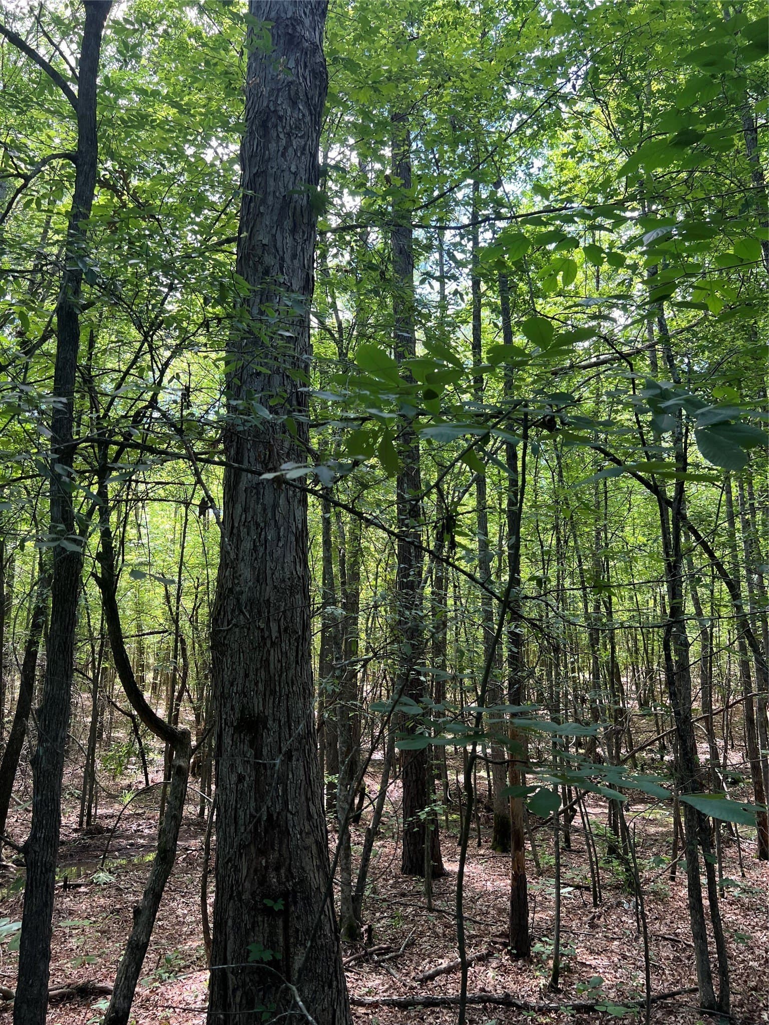 265.96 acres in Bowie County - photo 29