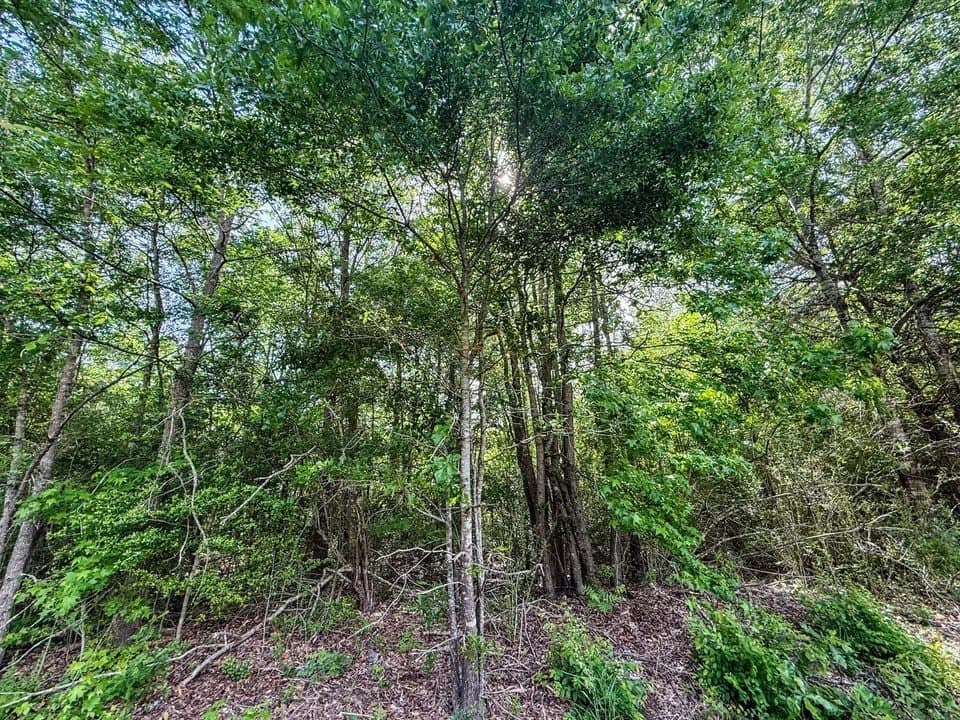 10 acres in Upshur County - photo 2