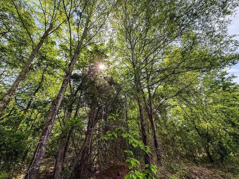 10 acres in Upshur County - photo 5