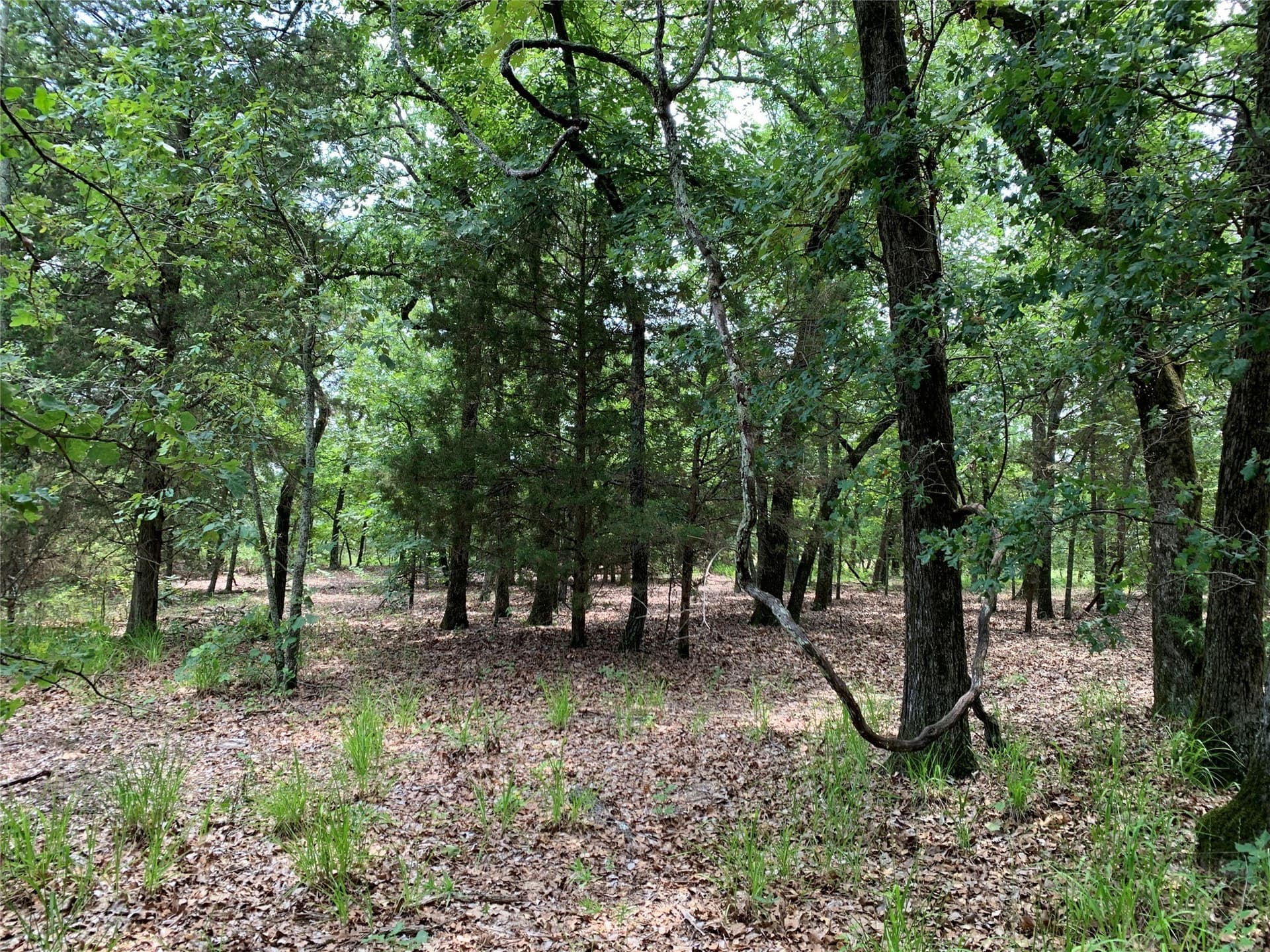 45.69 acres in Henderson County - photo 15