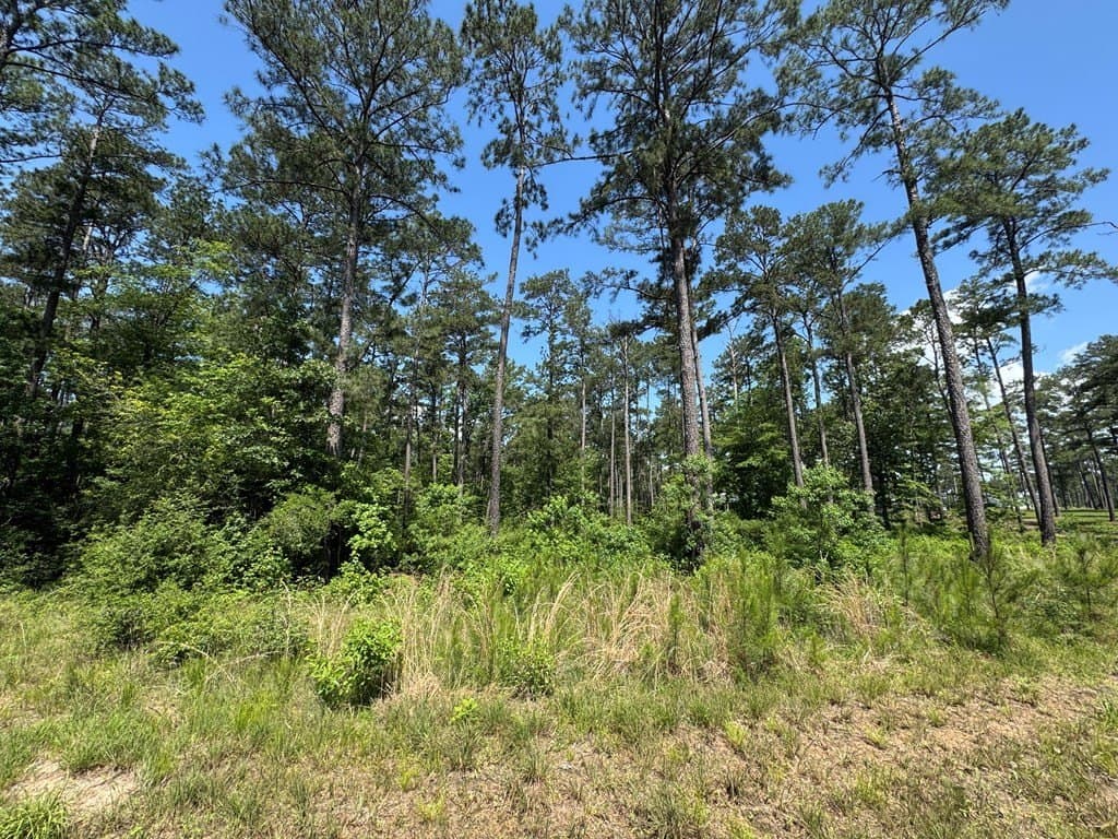 1.03 acres in Texas County gallery image 4